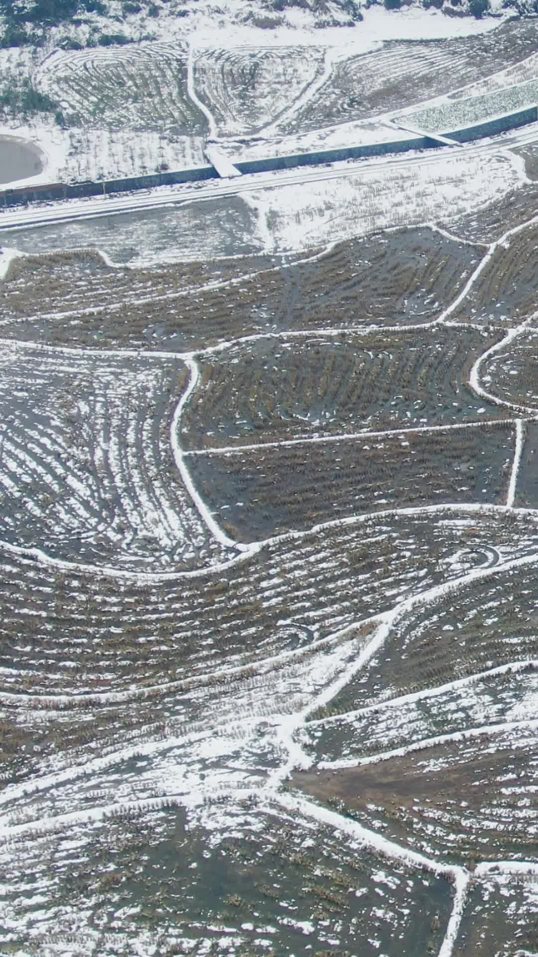 南方农田农业种植雪景竖屏航拍视频的预览图