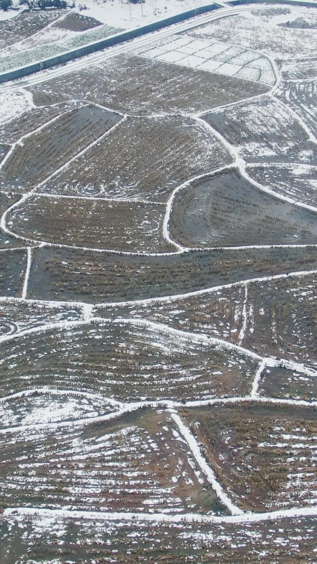 南方农田农业种植雪景竖屏航拍视频的预览图