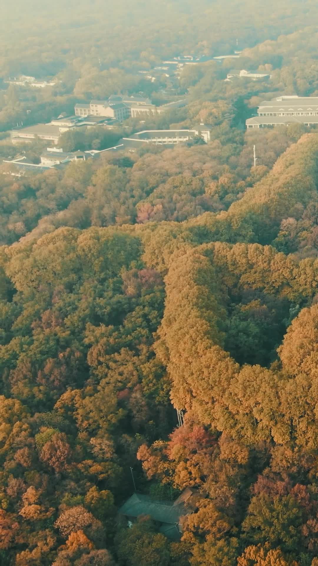 秋天枯黄枫叶植物竖屏航拍视频的预览图
