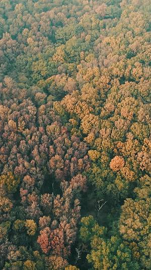 秋天枯黄枫叶大自然竖屏航拍视频的预览图