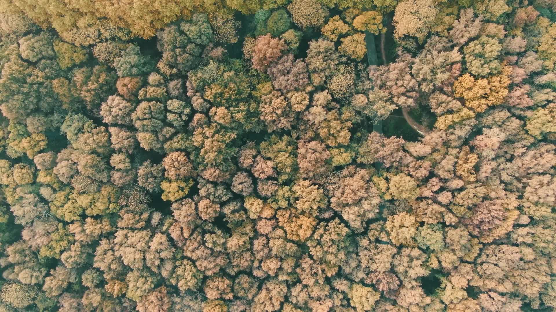 秋天枯黄枫叶大自然竖屏航拍视频的预览图