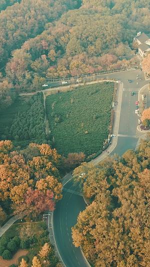 南京城市秋天风景竖屏航拍视频的预览图
