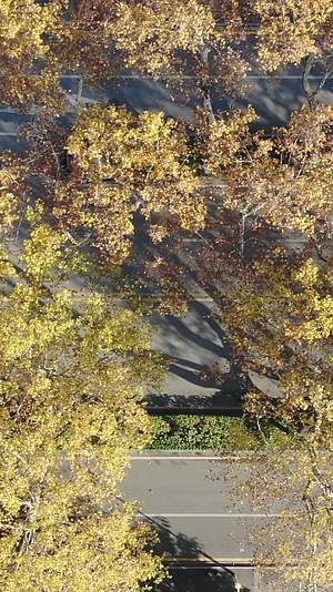 秋季城市大道法国梧桐竖屏视频的预览图