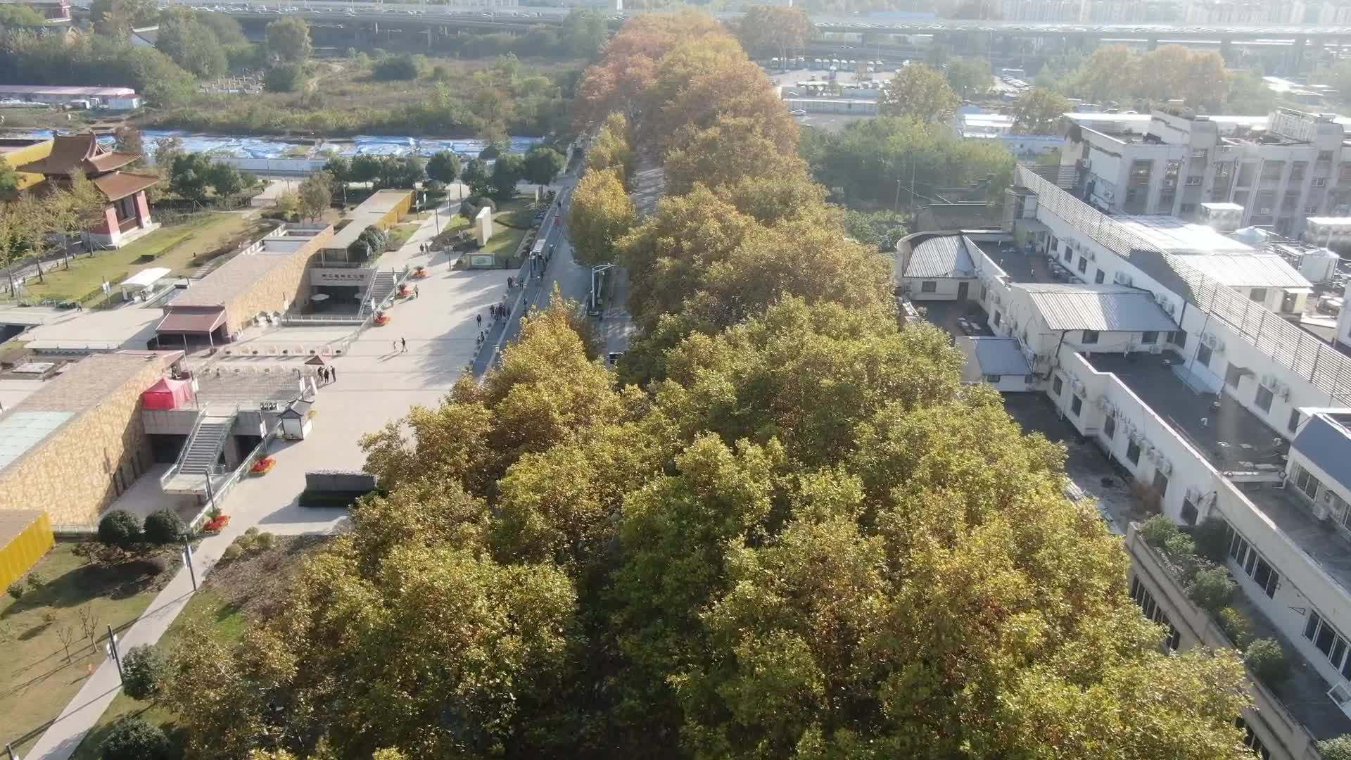 秋季城市大道法国梧桐竖屏视频的预览图