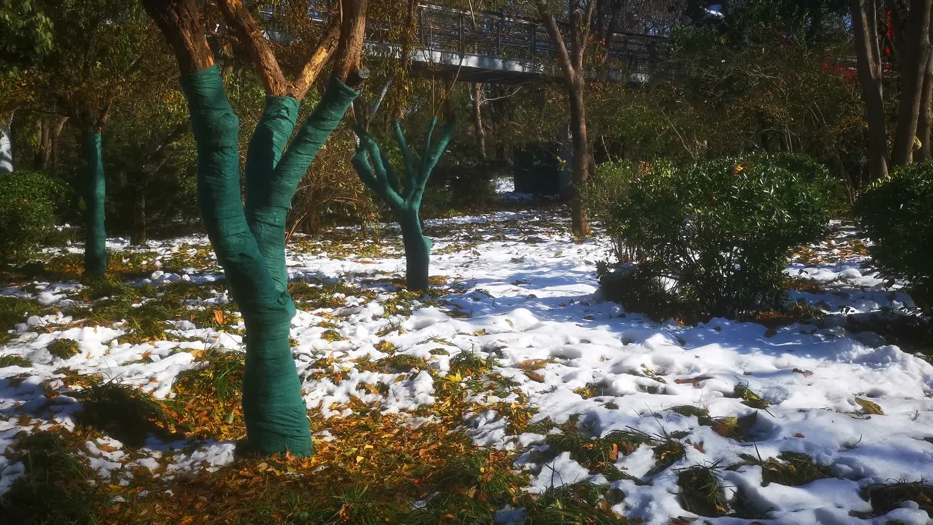 实拍冬天雪景视频的预览图
