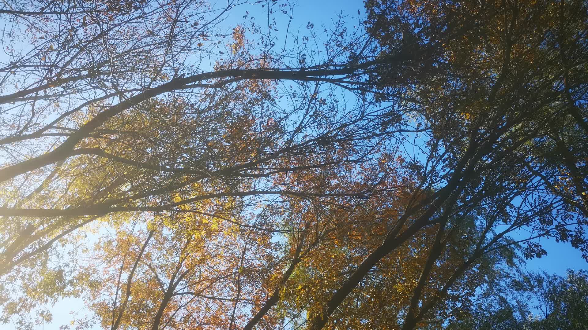 实拍大自然蓝天下树枝树叶植物视频的预览图