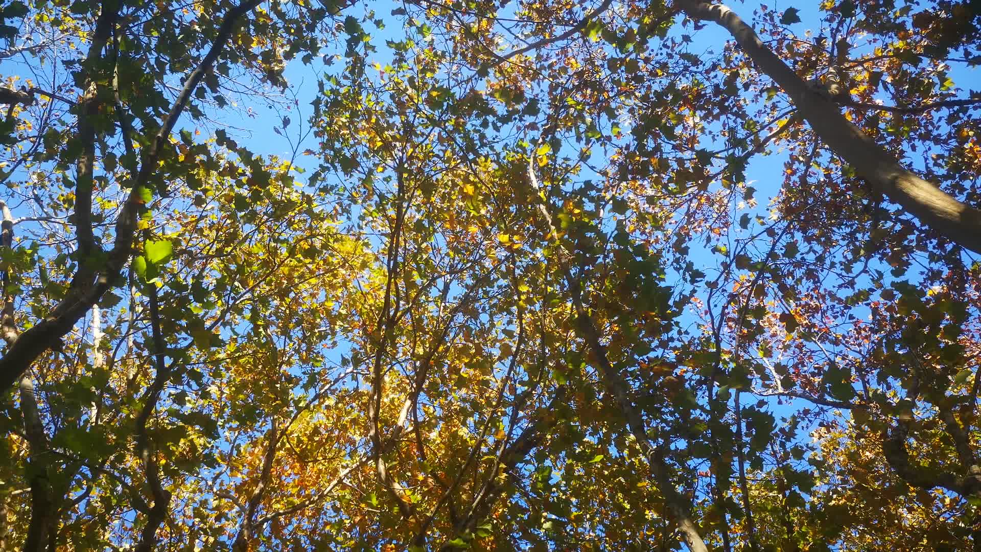蓝天风吹树枝树叶植物视频的预览图
