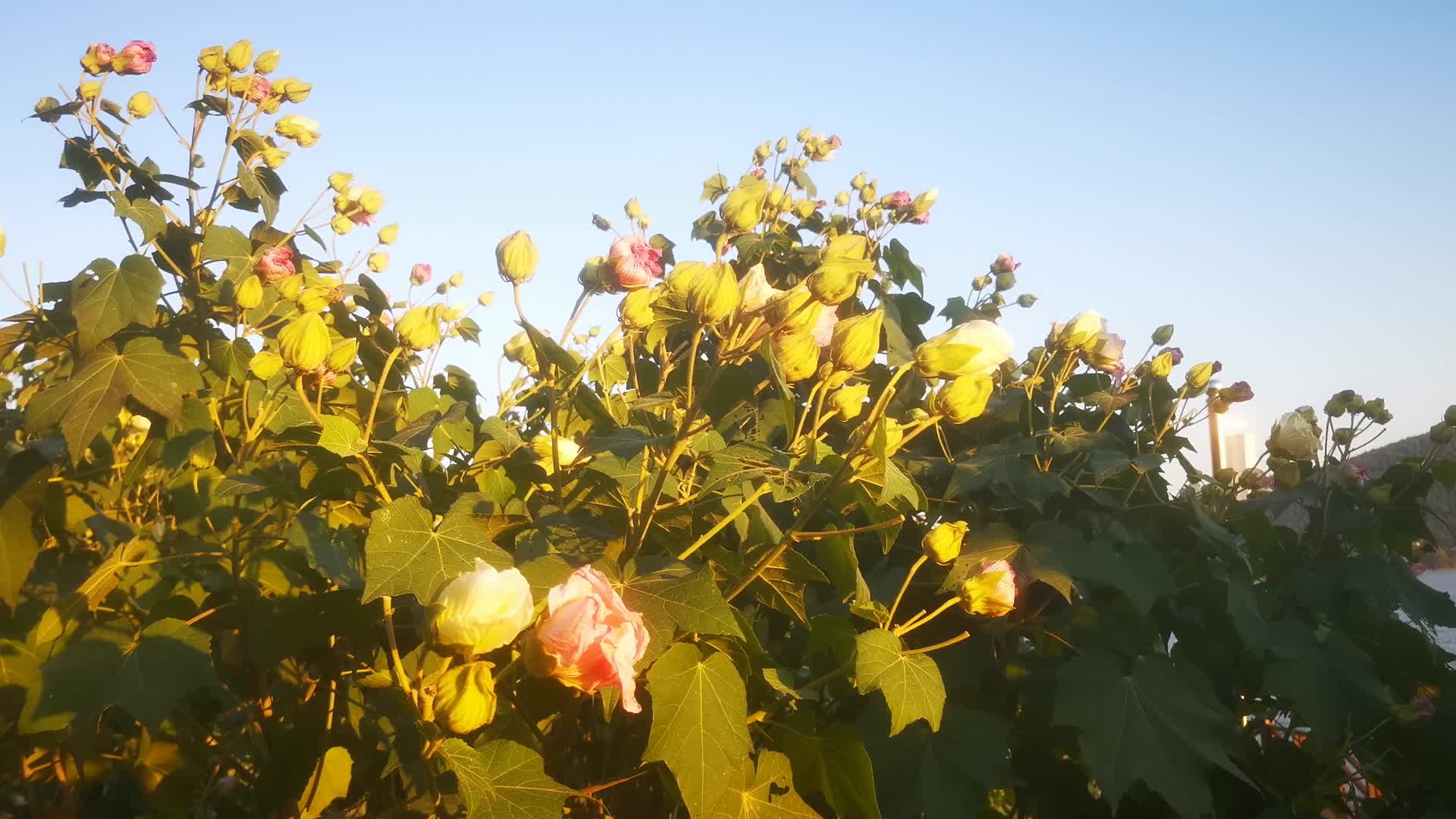 实拍春天鲜花盛开植物视频的预览图