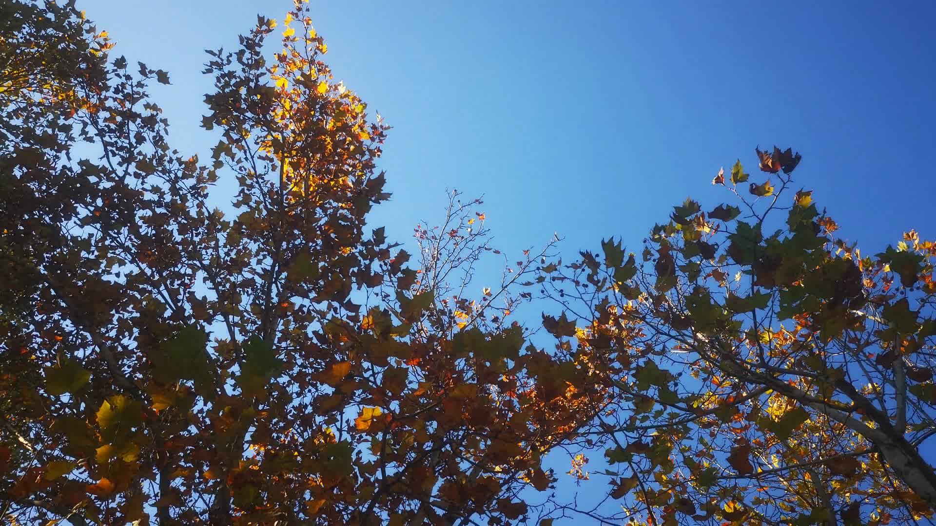 蓝天风吹树枝树叶植物视频的预览图