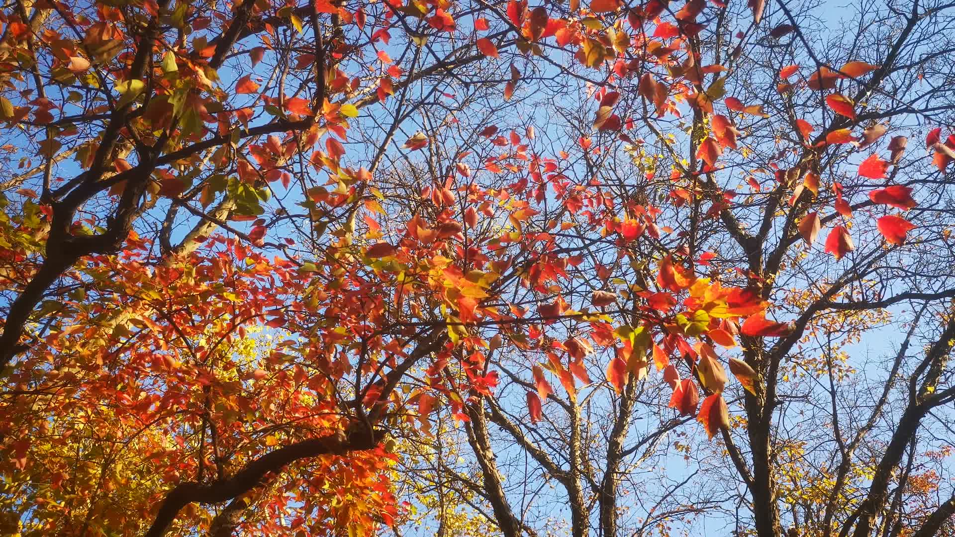 实拍秋天枯黄凋零树叶视频的预览图