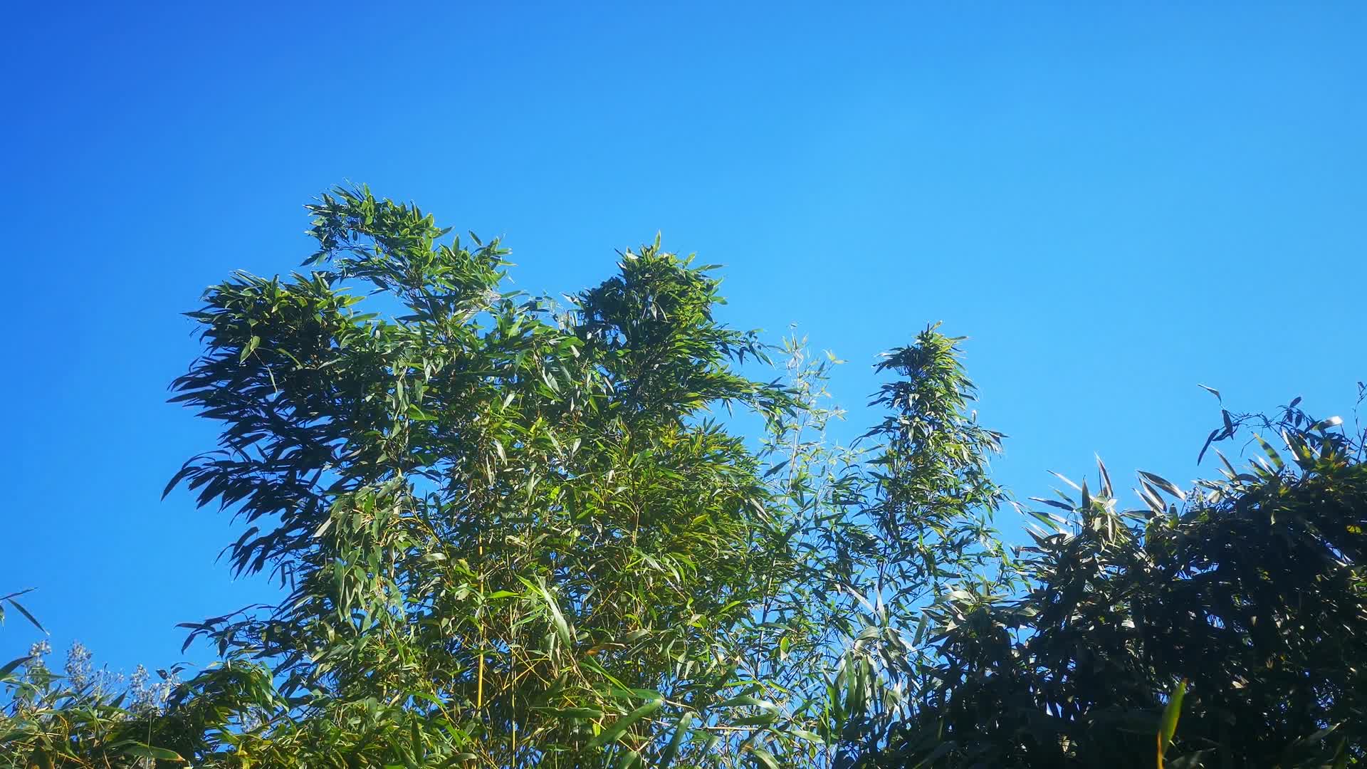 实拍大自然蓝天下树枝树叶植物视频的预览图