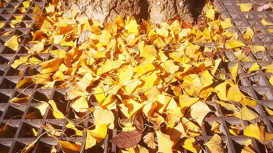 秋天枯萎落叶银杏树叶视频的预览图
