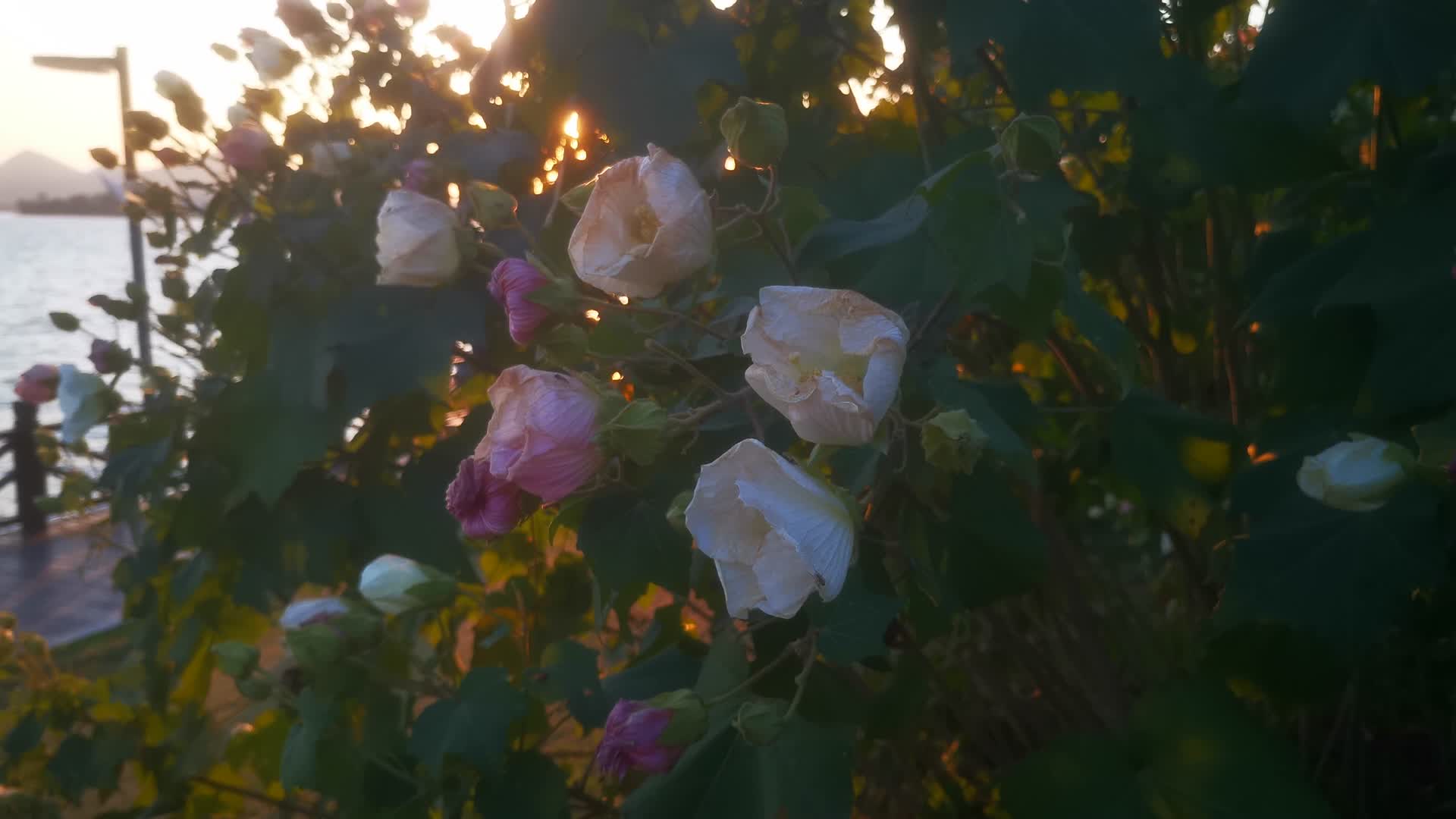 树枝树叶植物视频的预览图