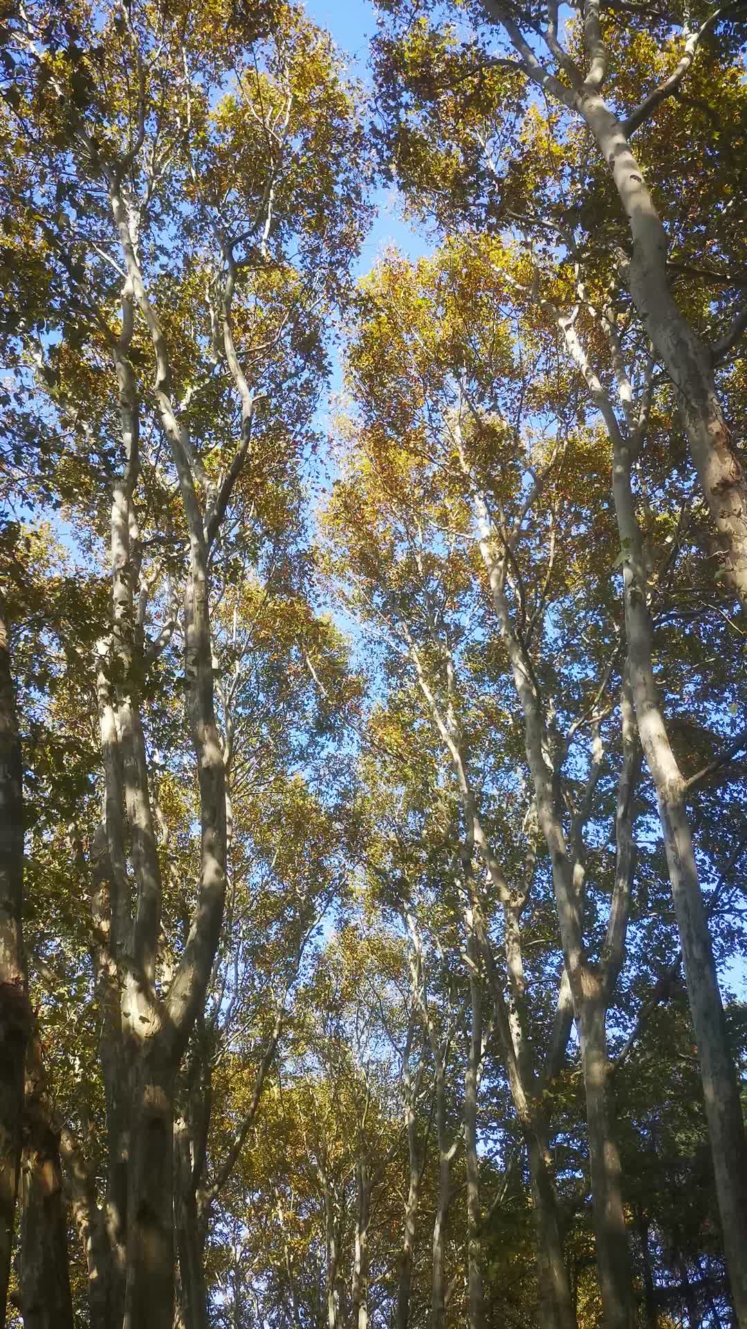 秋天树枝树叶植物视频的预览图