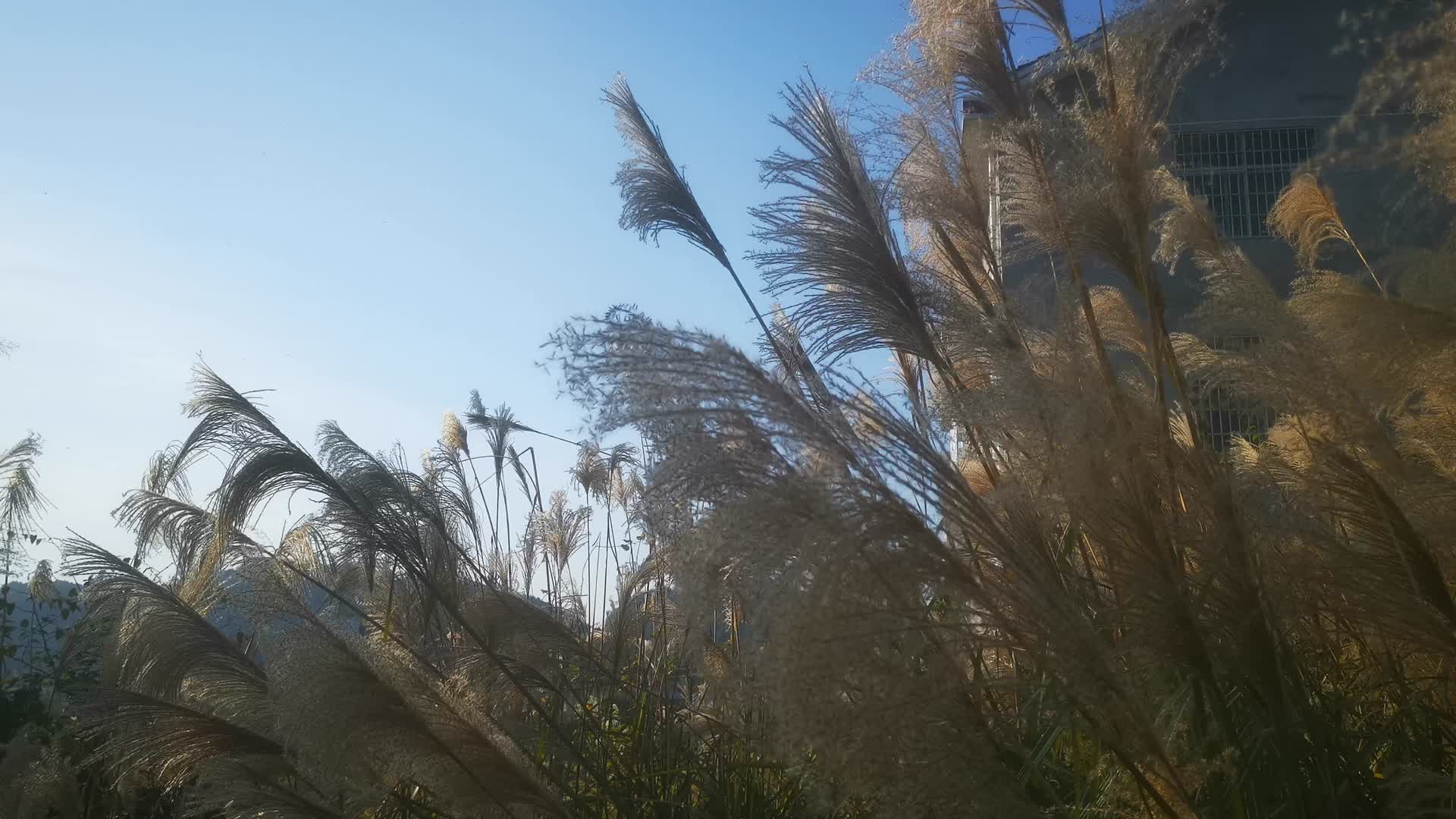 实拍枯萎芦苇植物视频的预览图