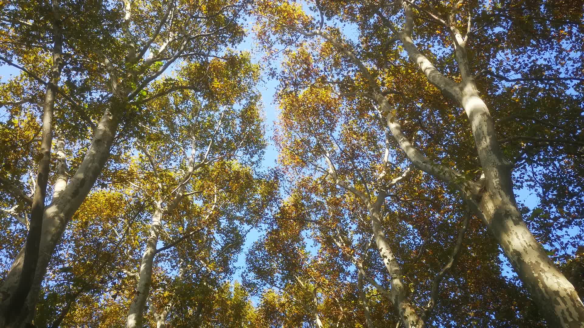 秋天树枝树叶植物视频的预览图