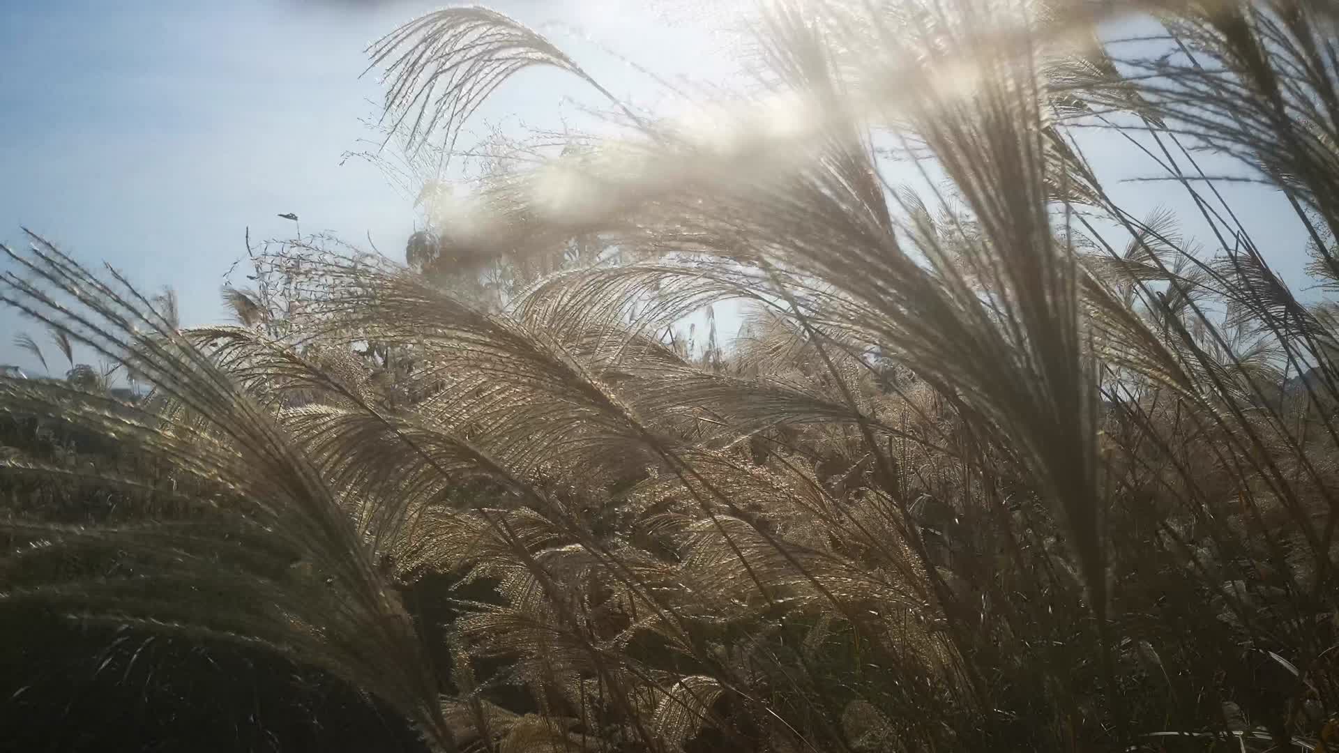 实拍秋天芦苇芦苇植物视频的预览图