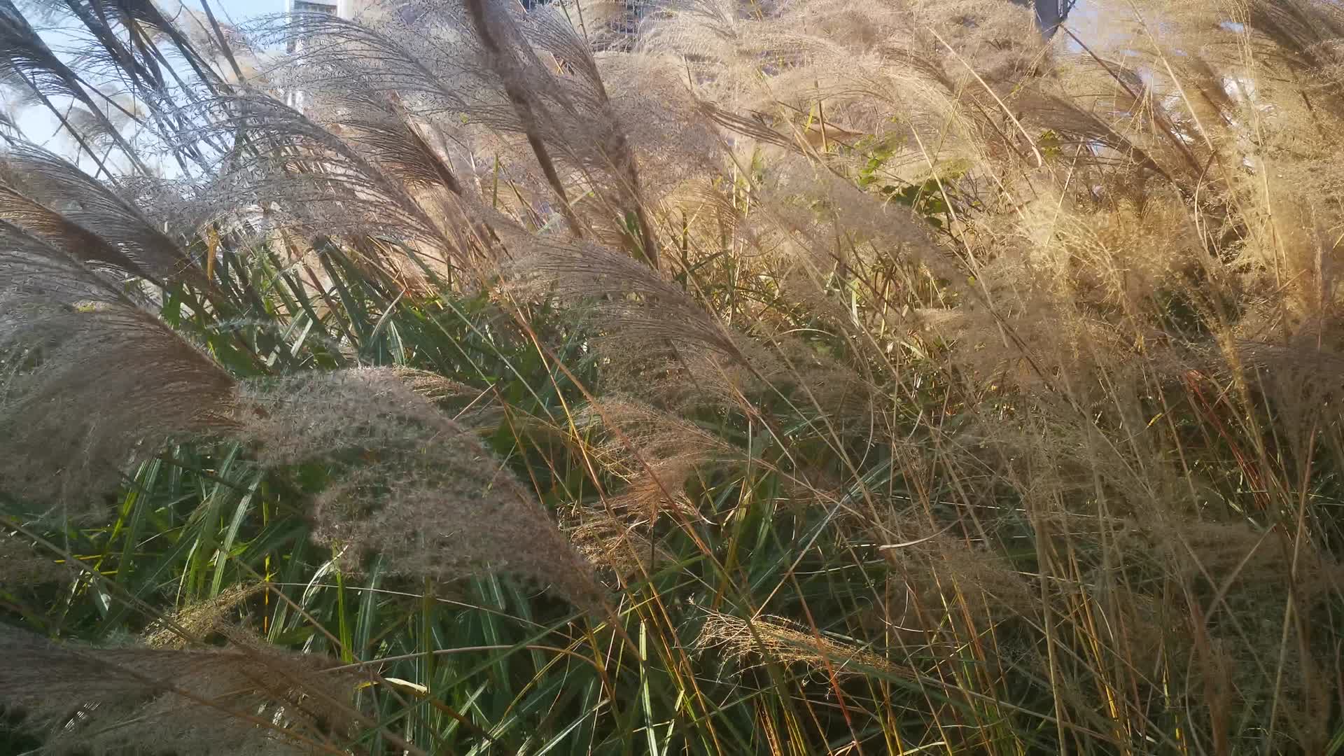 秋天枯萎芦苇植物视频的预览图