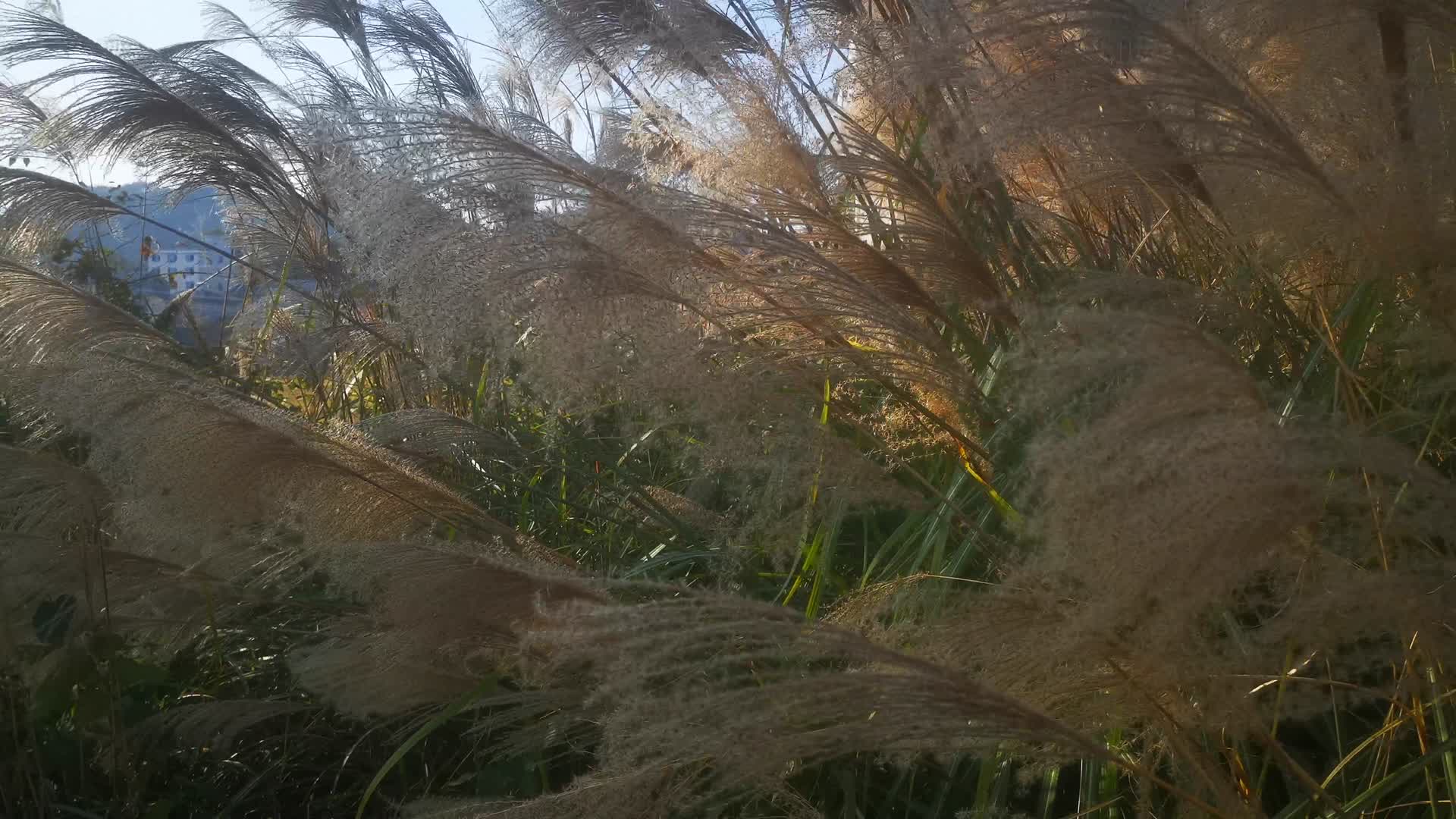 实拍秋天芦苇芦苇植物视频的预览图