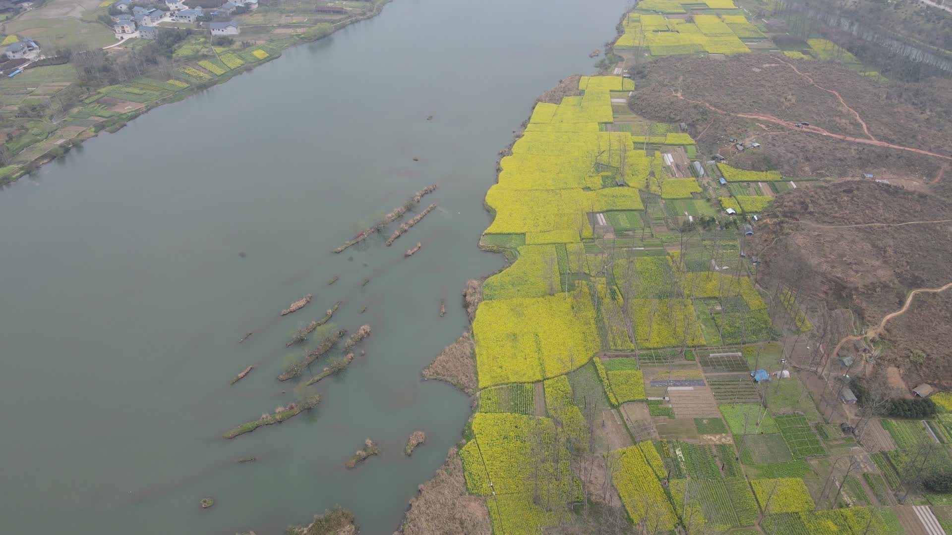 航拍河边农业种植油菜田视频的预览图