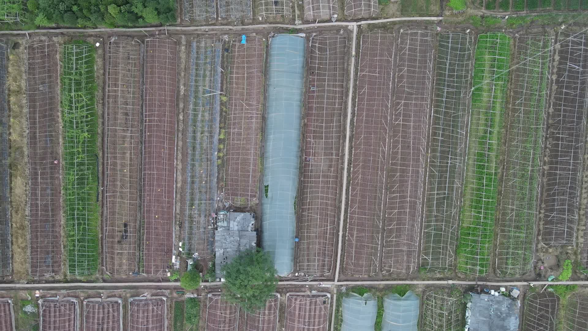 航拍农业种植蔬菜大棚视频的预览图