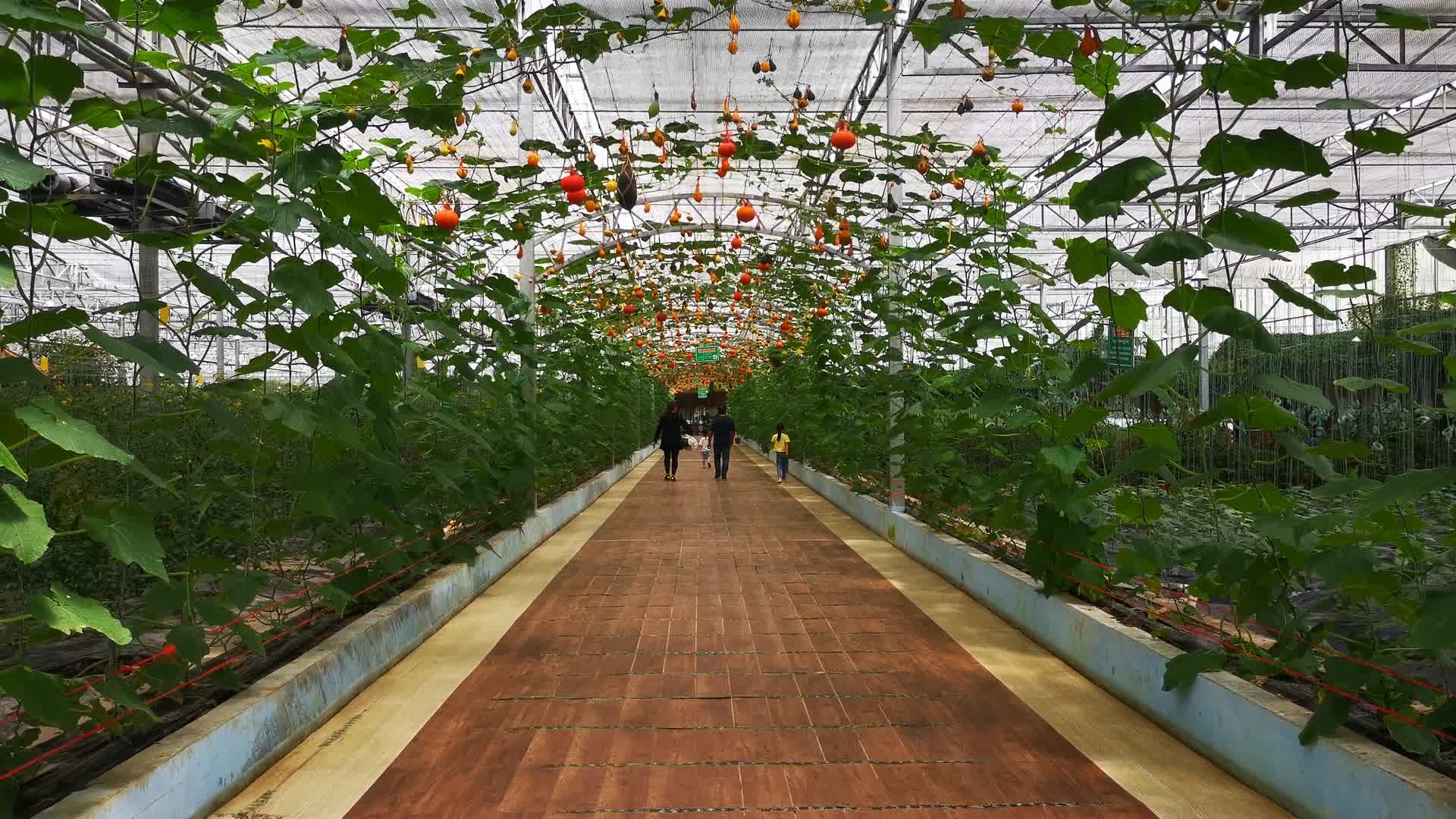 大棚蔬菜走廊农业种植视频的预览图