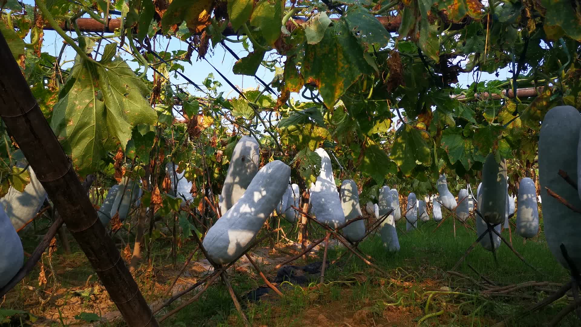 农业种植成熟冬瓜视频的预览图