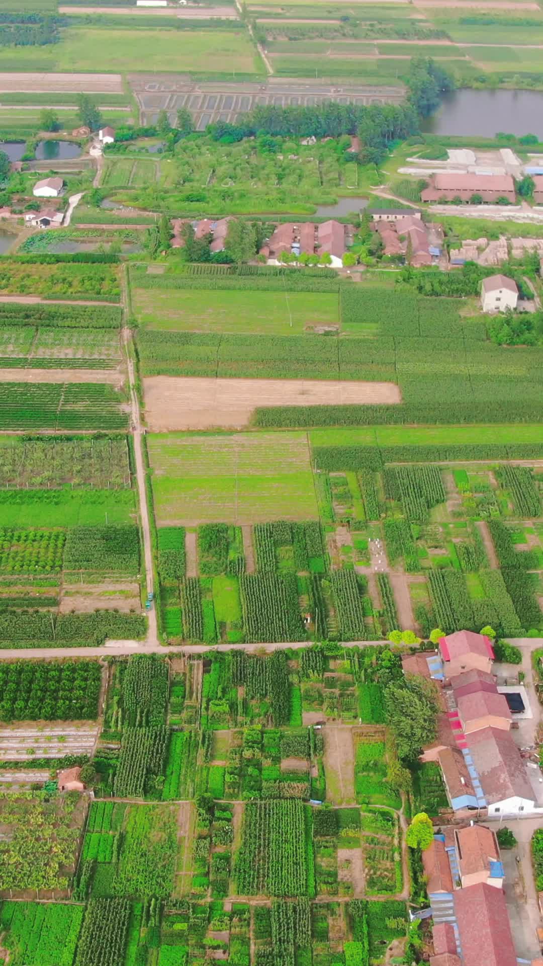 航拍农业种植农田竖屏视频的预览图