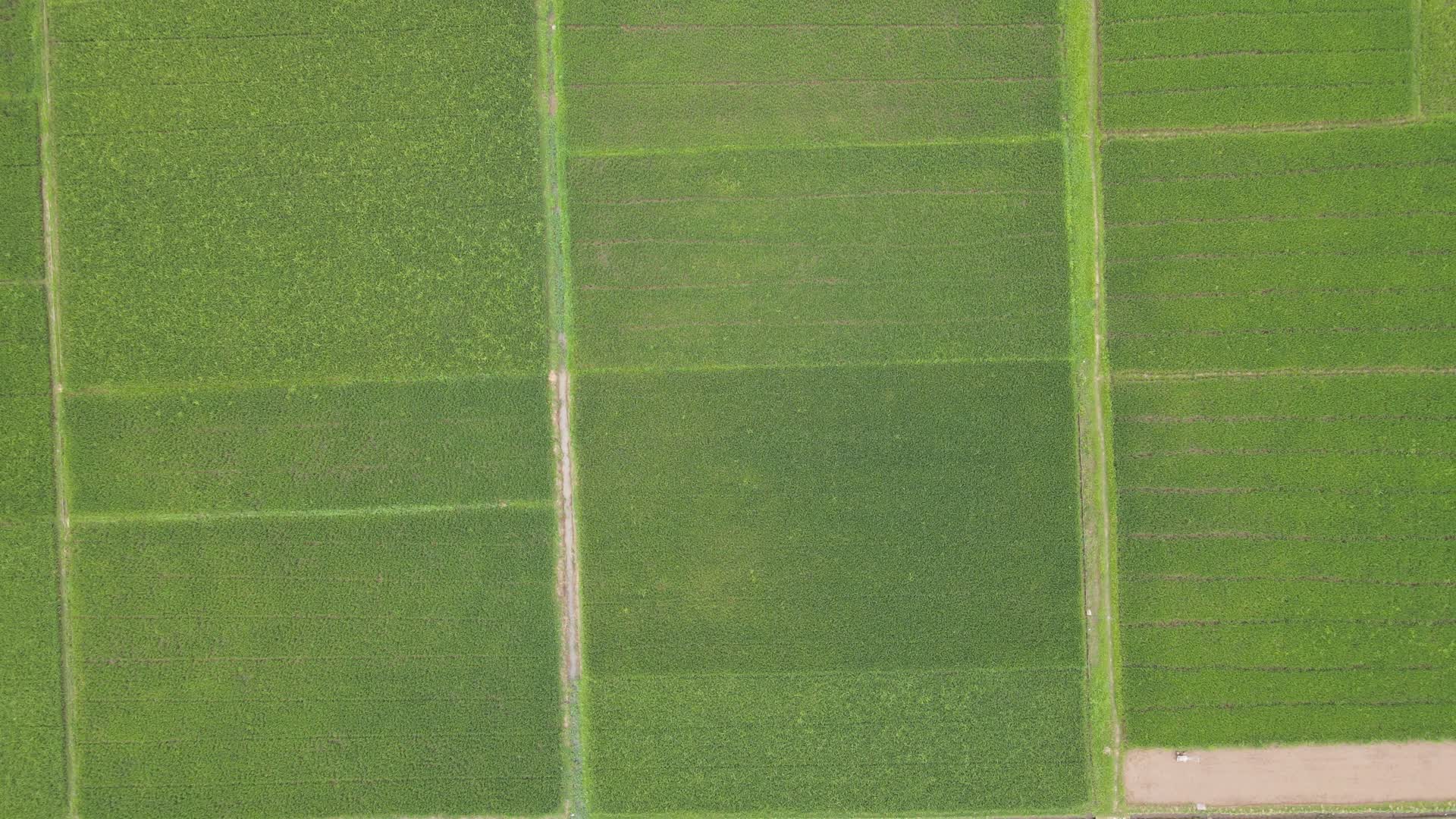 航拍绿色农田农业种植视频的预览图