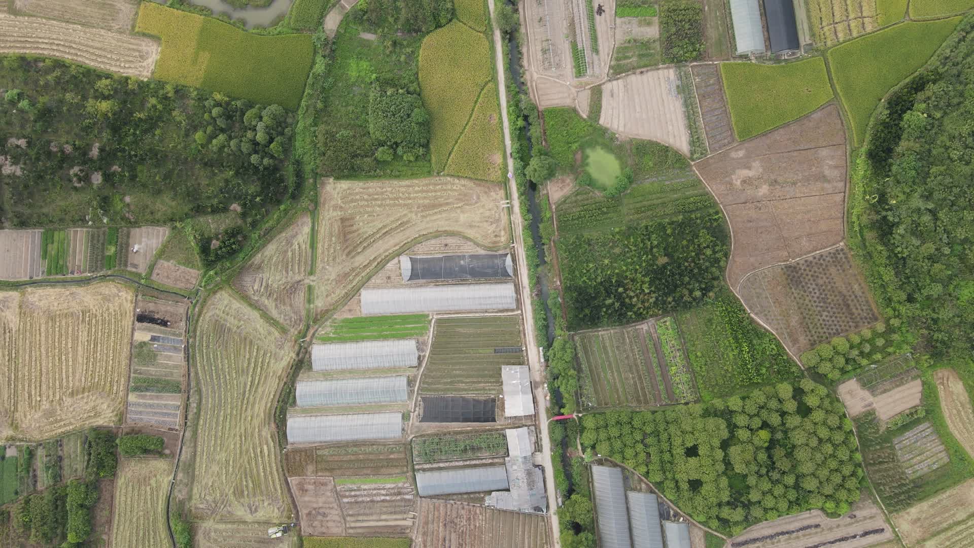 航拍农业种植水稻稻田视频的预览图