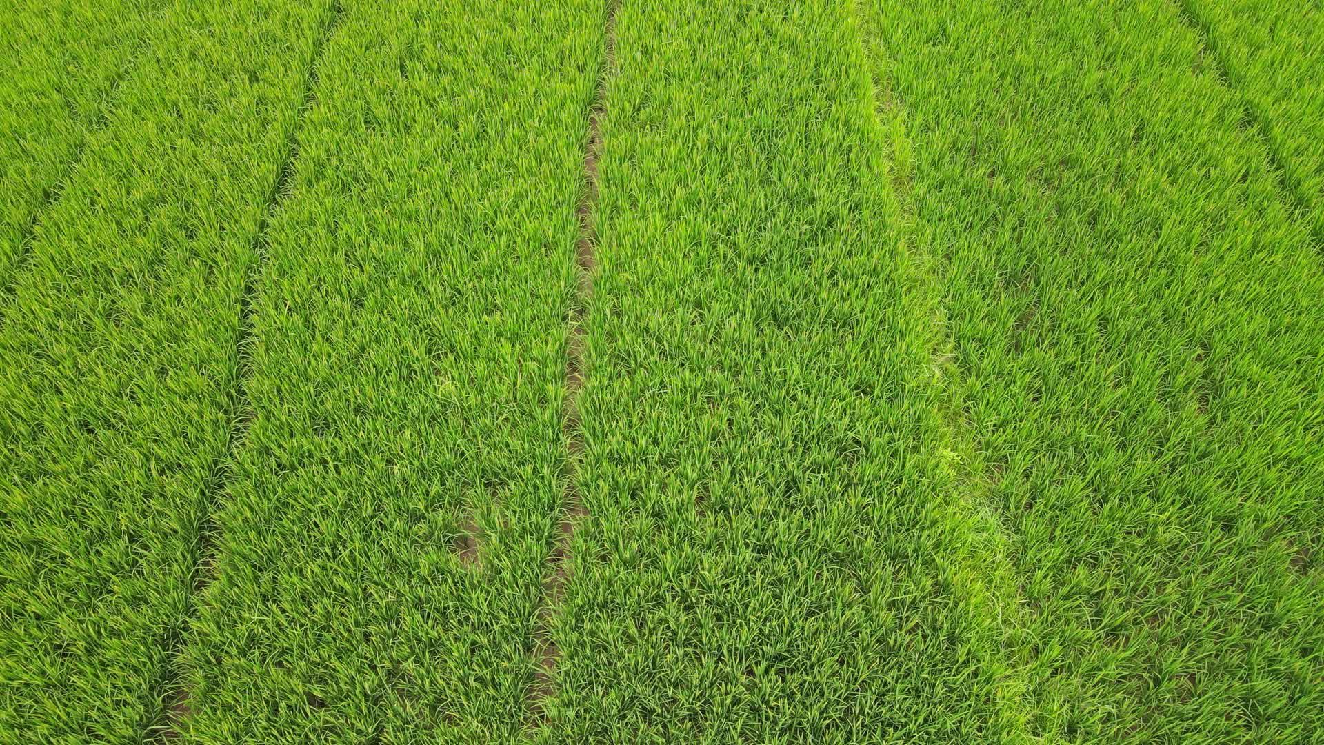 航拍绿色农田农业种植视频的预览图