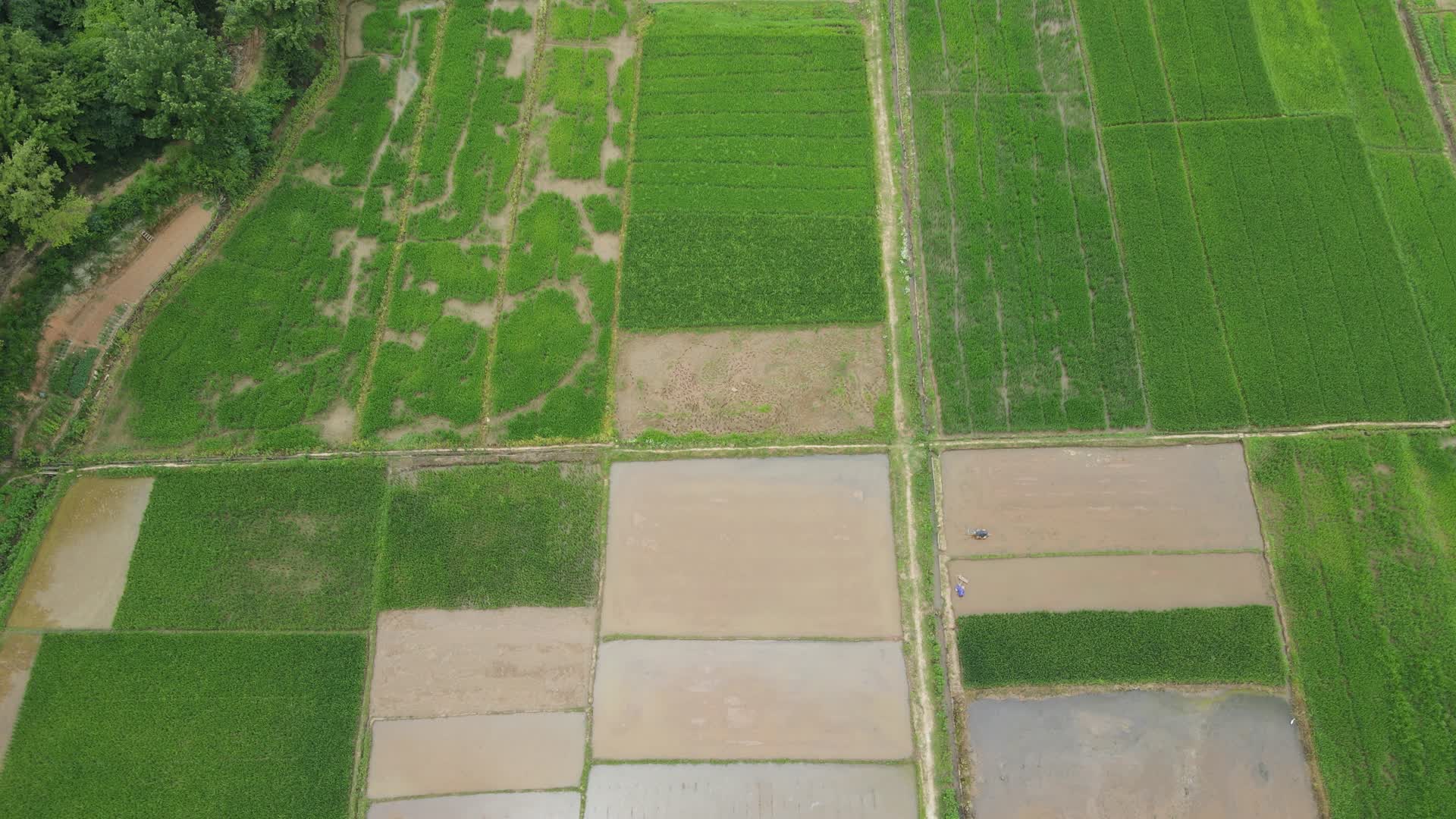 航拍绿色农田农业种植水稻视频的预览图