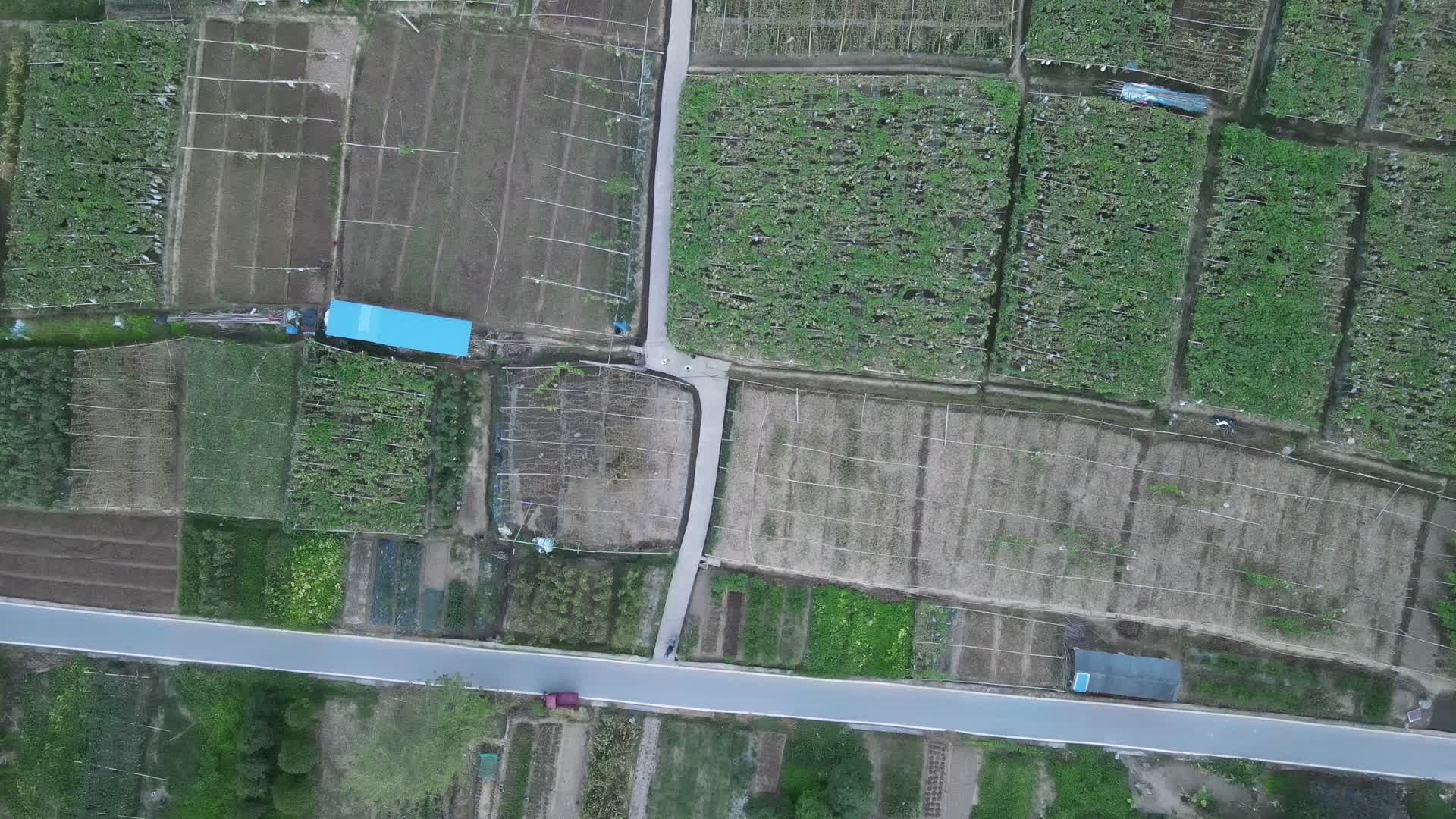 航拍农业种植冬瓜园视频的预览图