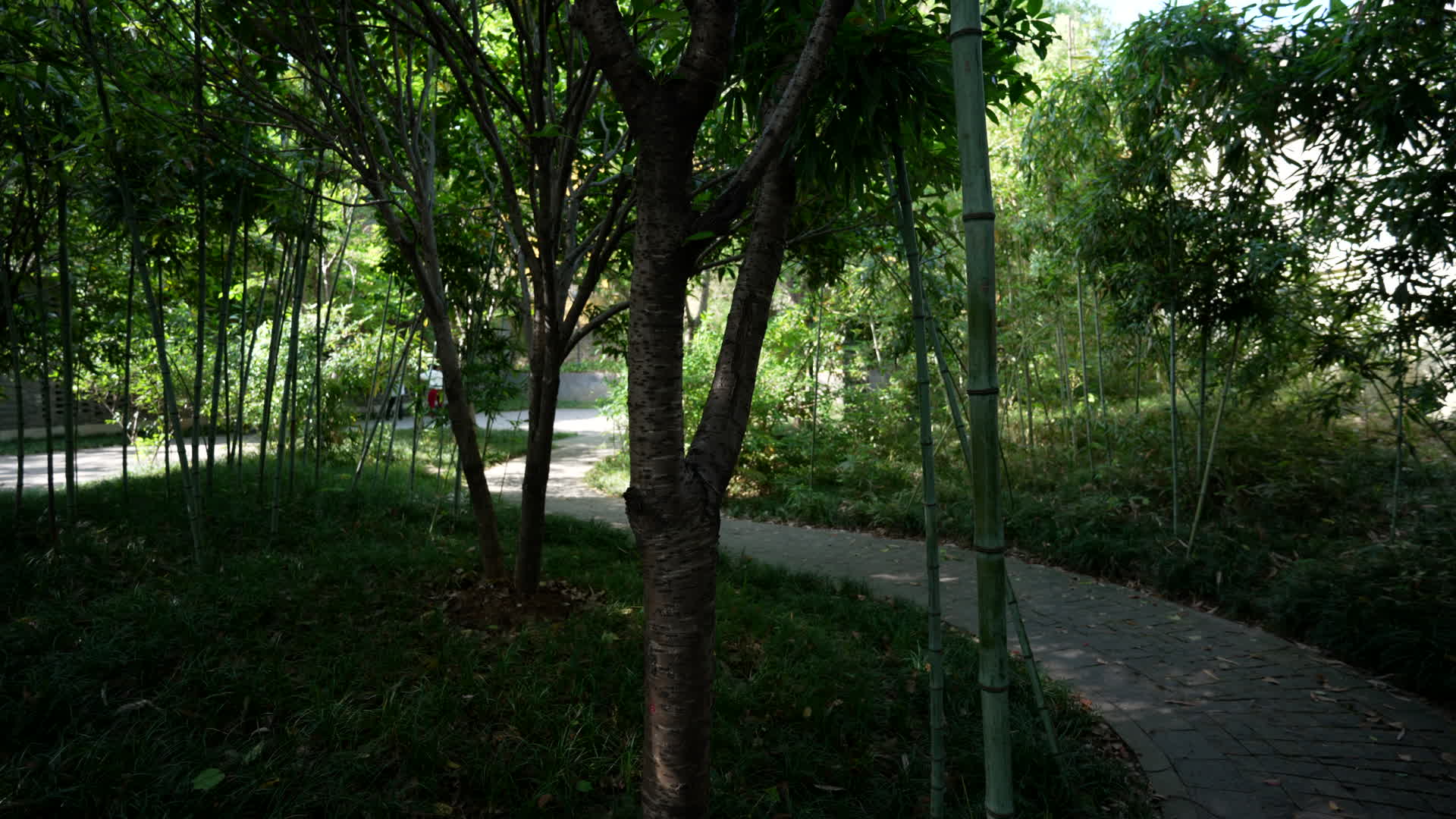 武汉洪山公园花朵树木4K视频视频的预览图