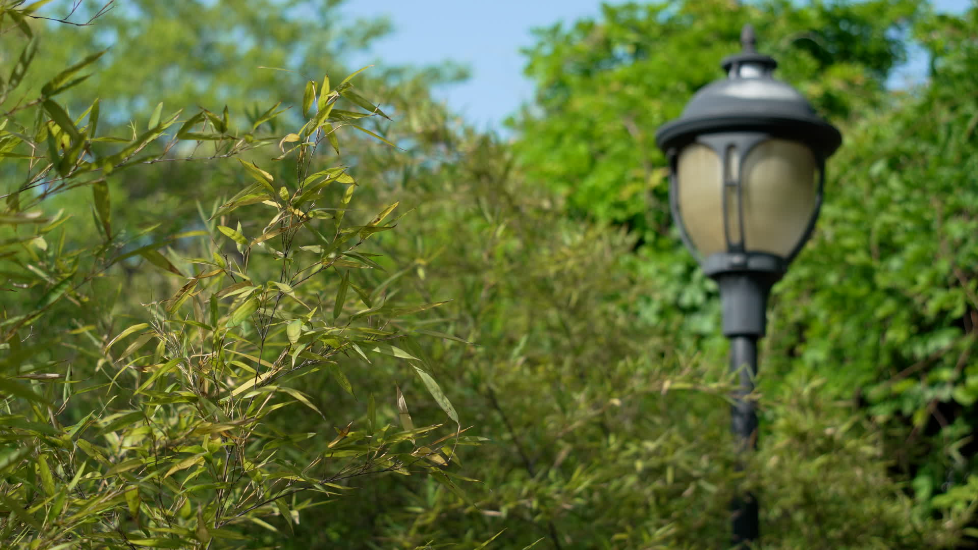 武汉洪山公园花朵树木4K视频视频的预览图