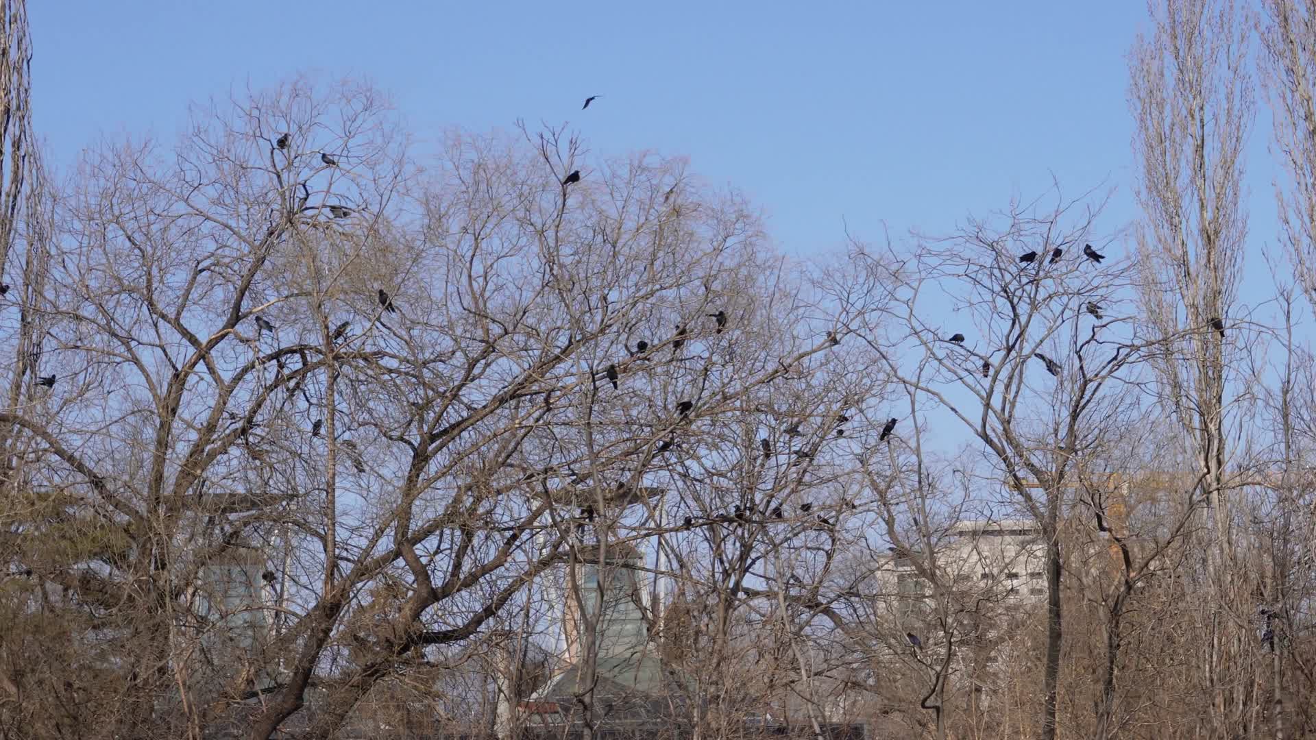 枯树枝上一群乌鸦盘旋厄运倒霉兆头视频的预览图