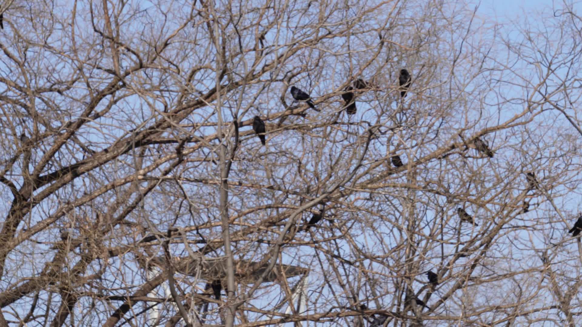枯树枝上一群乌鸦盘旋厄运倒霉兆头视频的预览图