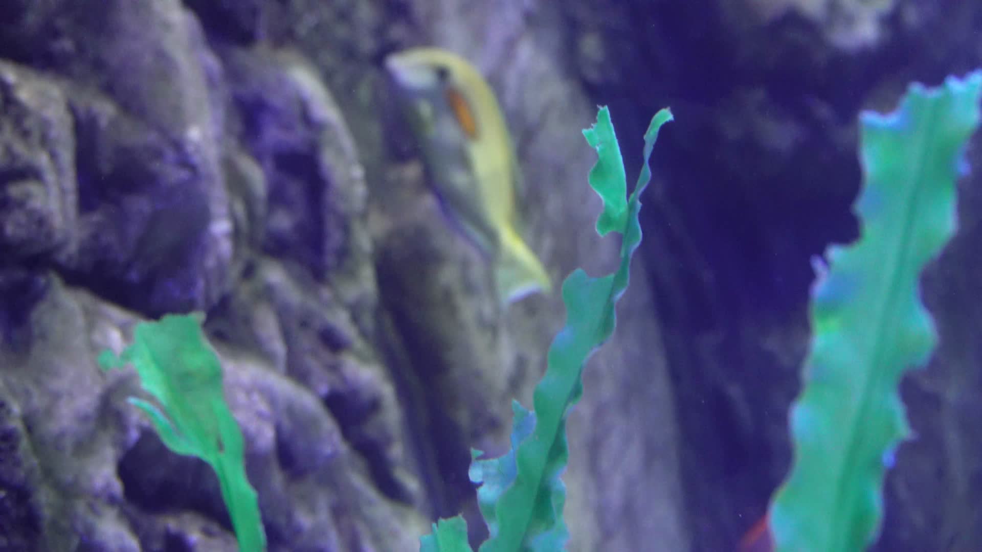 各种深海鱼类礁石珊瑚礁生态视频的预览图