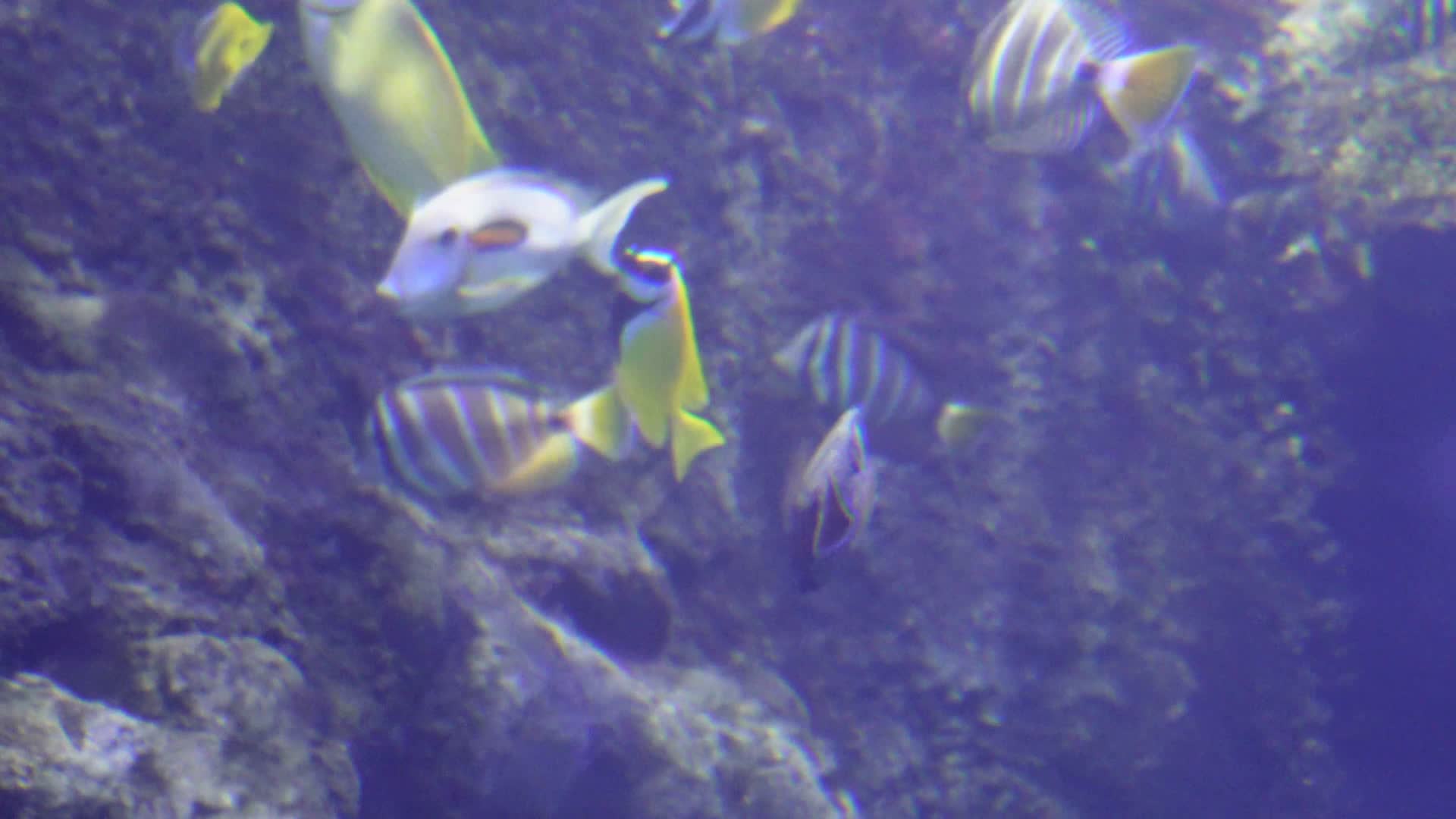 各种深海鱼类礁石珊瑚礁生态视频的预览图