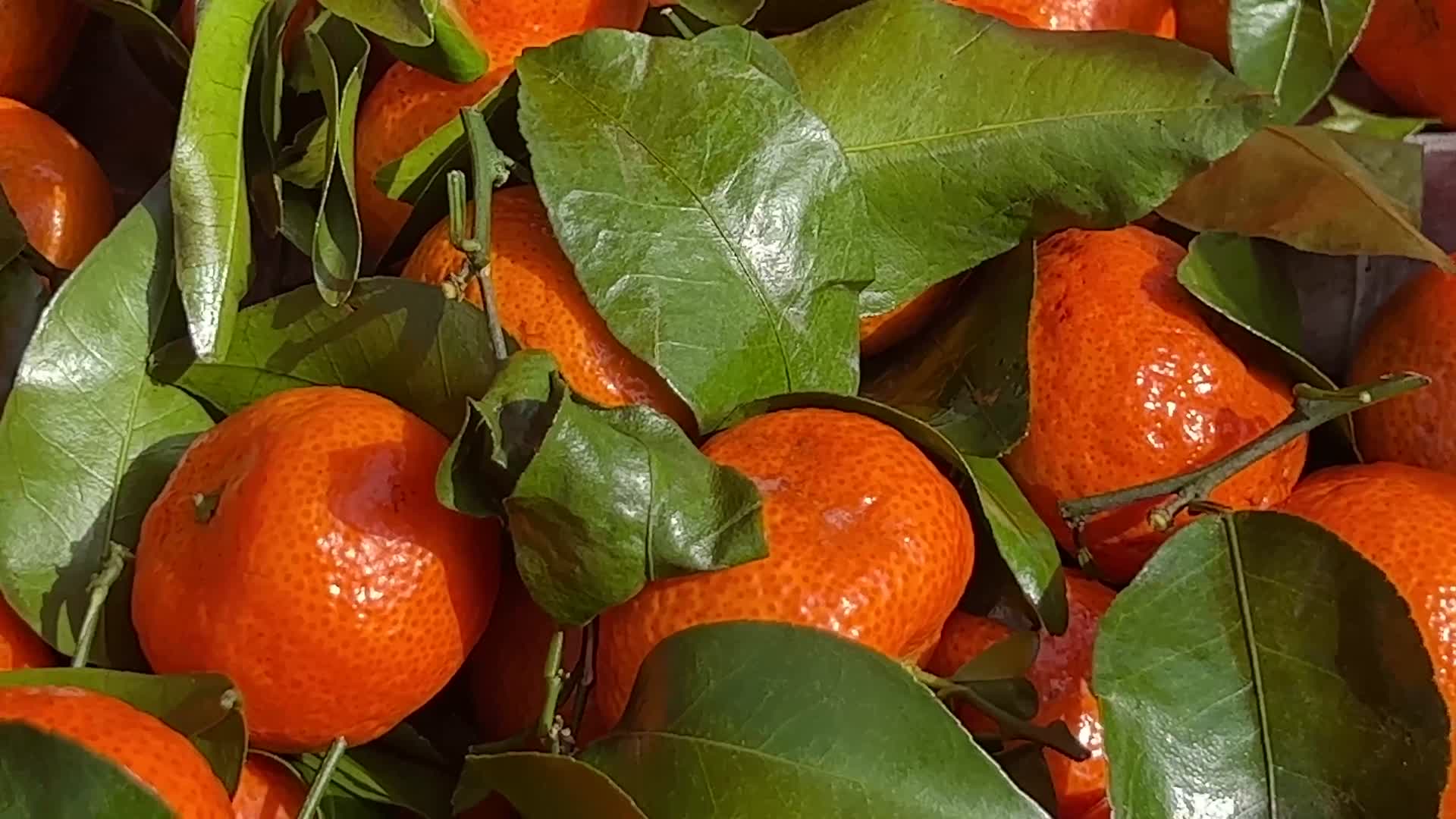 逛大集买橘子砂糖橘橙子视频的预览图