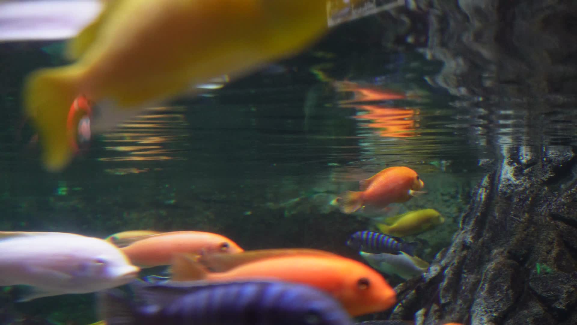 观赏鱼热带鱼三湖慈鲷视频的预览图