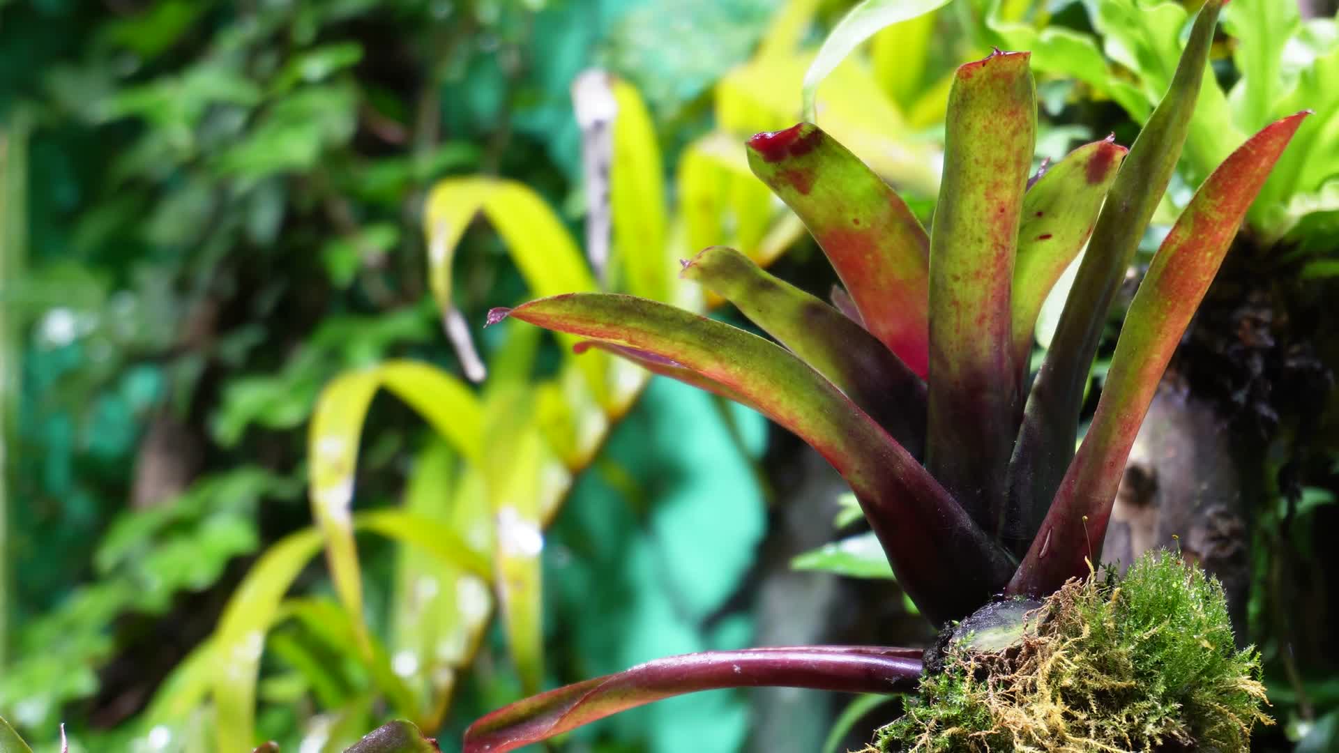 观赏雨林缸造景热带植物视频的预览图