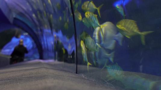 海底隧道海洋馆水族馆视频的预览图