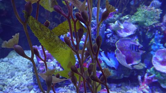 海洋生态海带海藻水藻深海视频的预览图