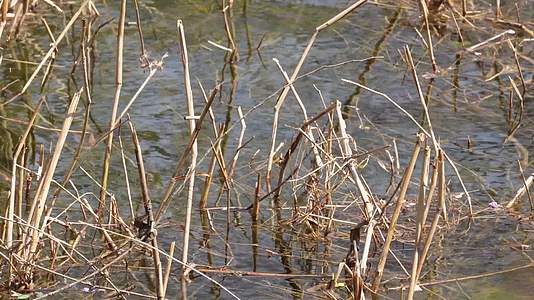 河流芦苇水草苇子湖水视频的预览图