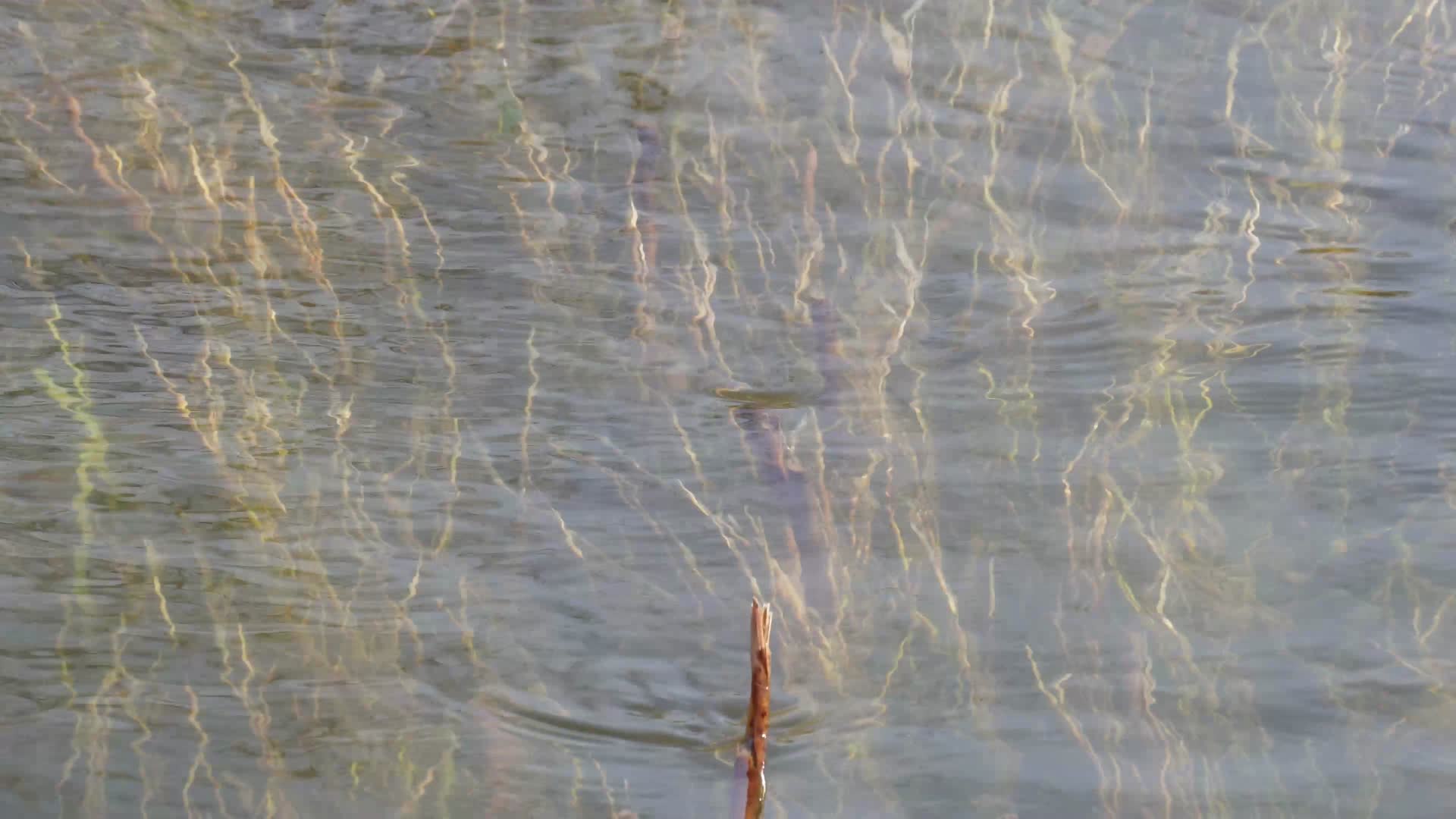 河流芦苇水草苇子湖水视频的预览图