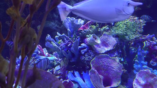 海洋生态海带海藻水藻深海视频的预览图