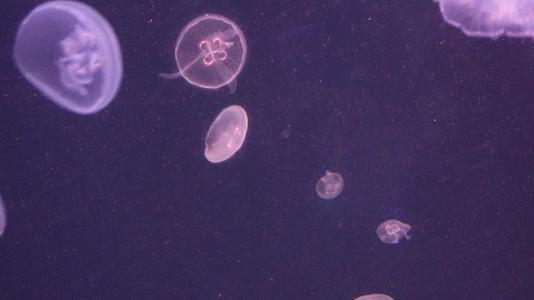 海月水母星月水母海蜇视频的预览图