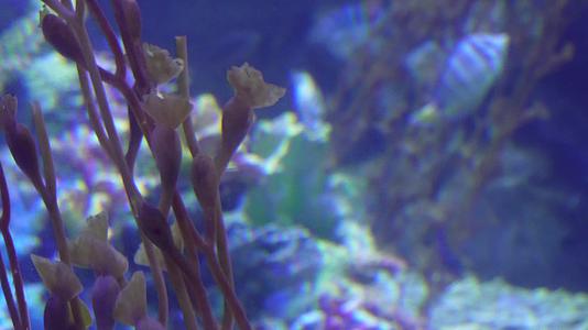 海洋生物觅食潜水海藻海带视频的预览图