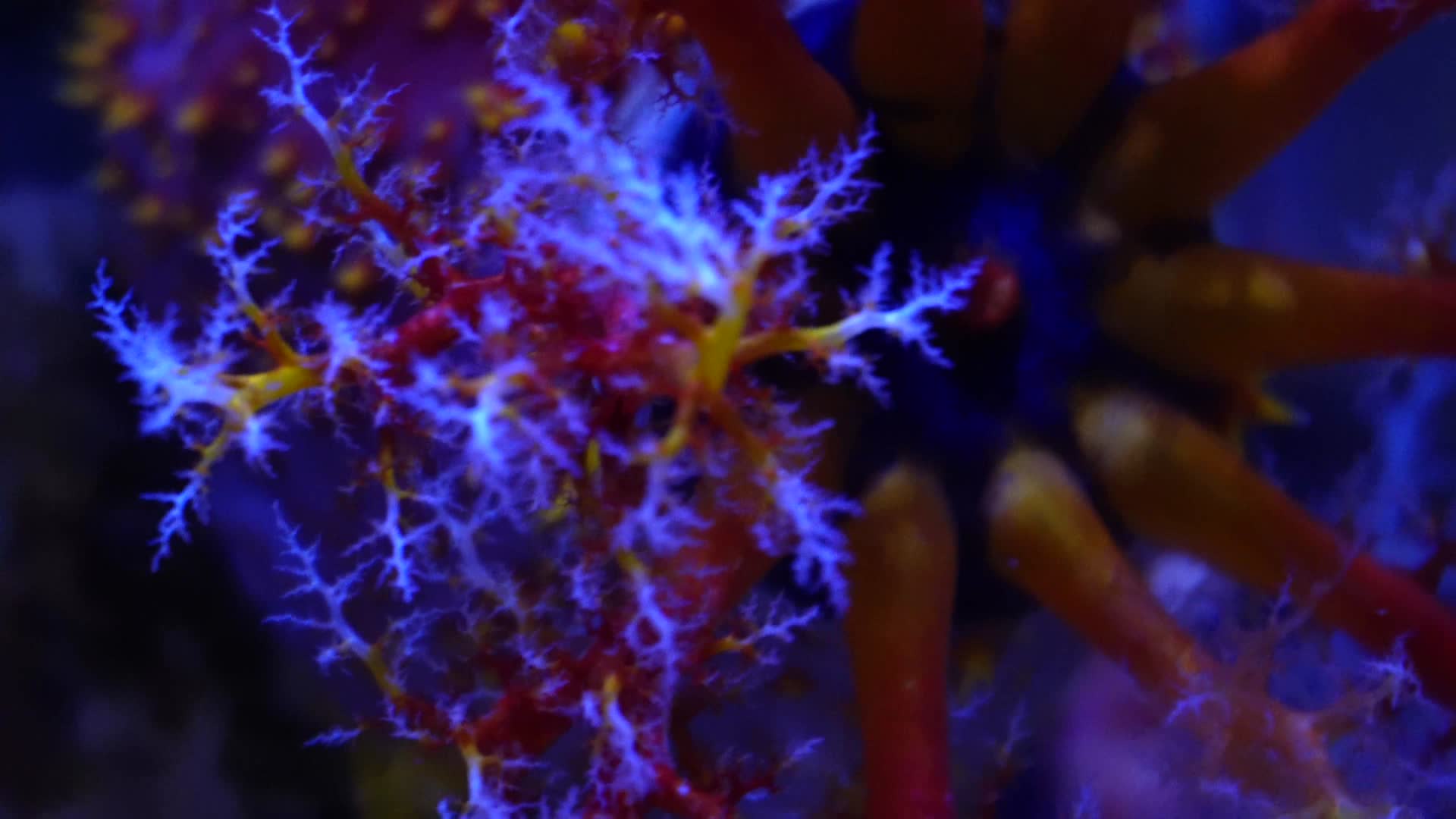 海苹果海葵触手珊瑚视频的预览图
